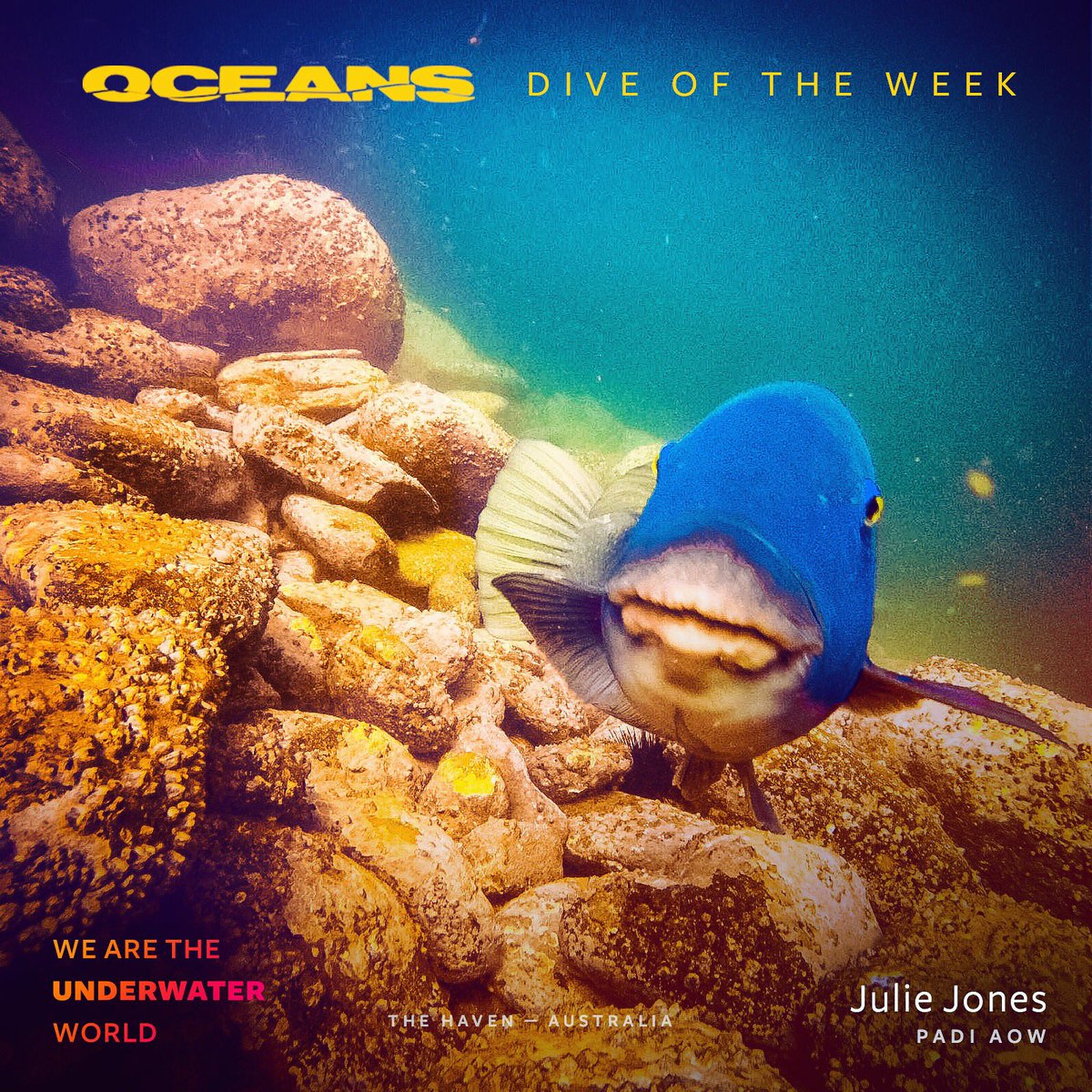 OceansApp's tweet photo. Check out this week's #DiveoftheWeek in Oceans — https://t.co/fDcbg78dko
#scuba #Australia #bluegroper #padi #dive #WearetheUnderwaterWorld https://t.co/uErCNKjbAZ