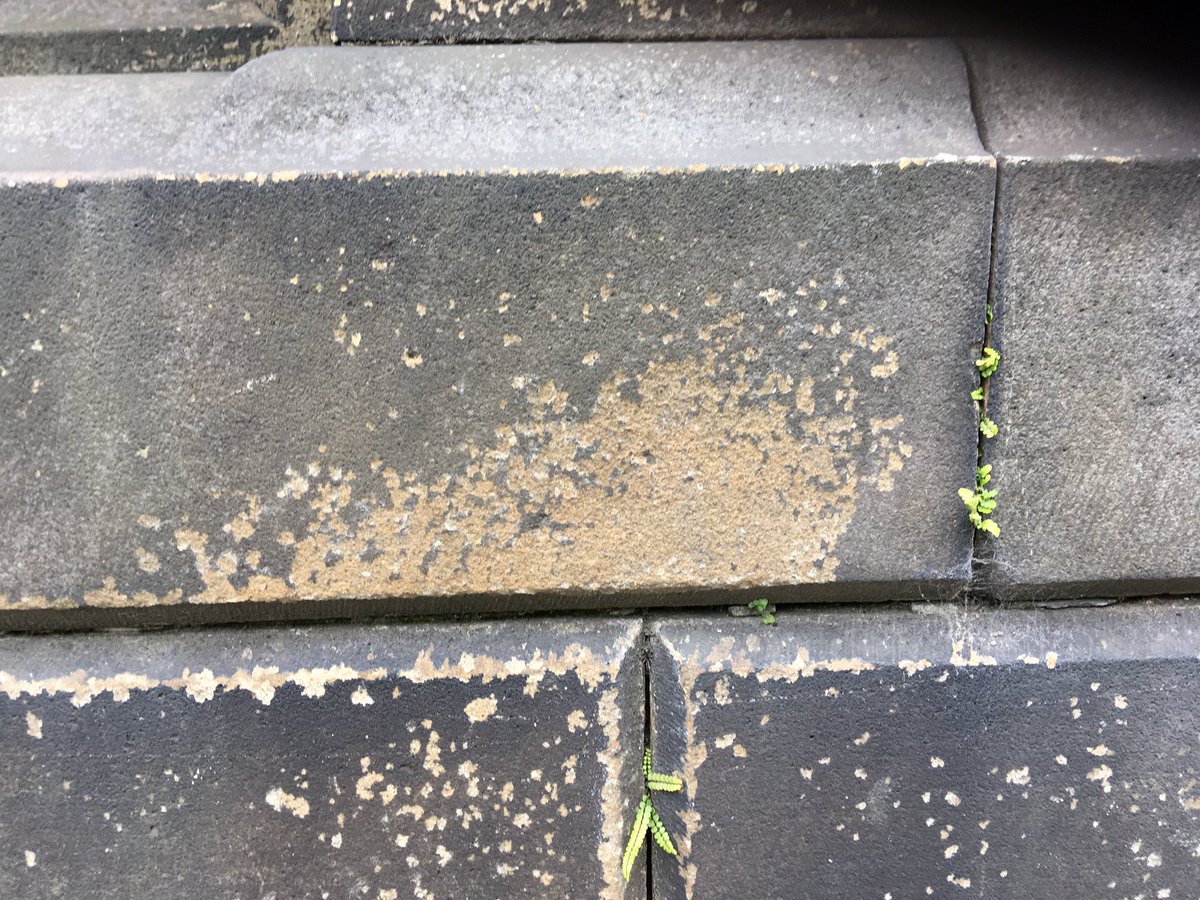 Zoe_Hooton's tweet photo. Sunday afternoon writing up stone defects and remedies if any! #thestorey #lancaster https://t.co/SLhuI441Xk