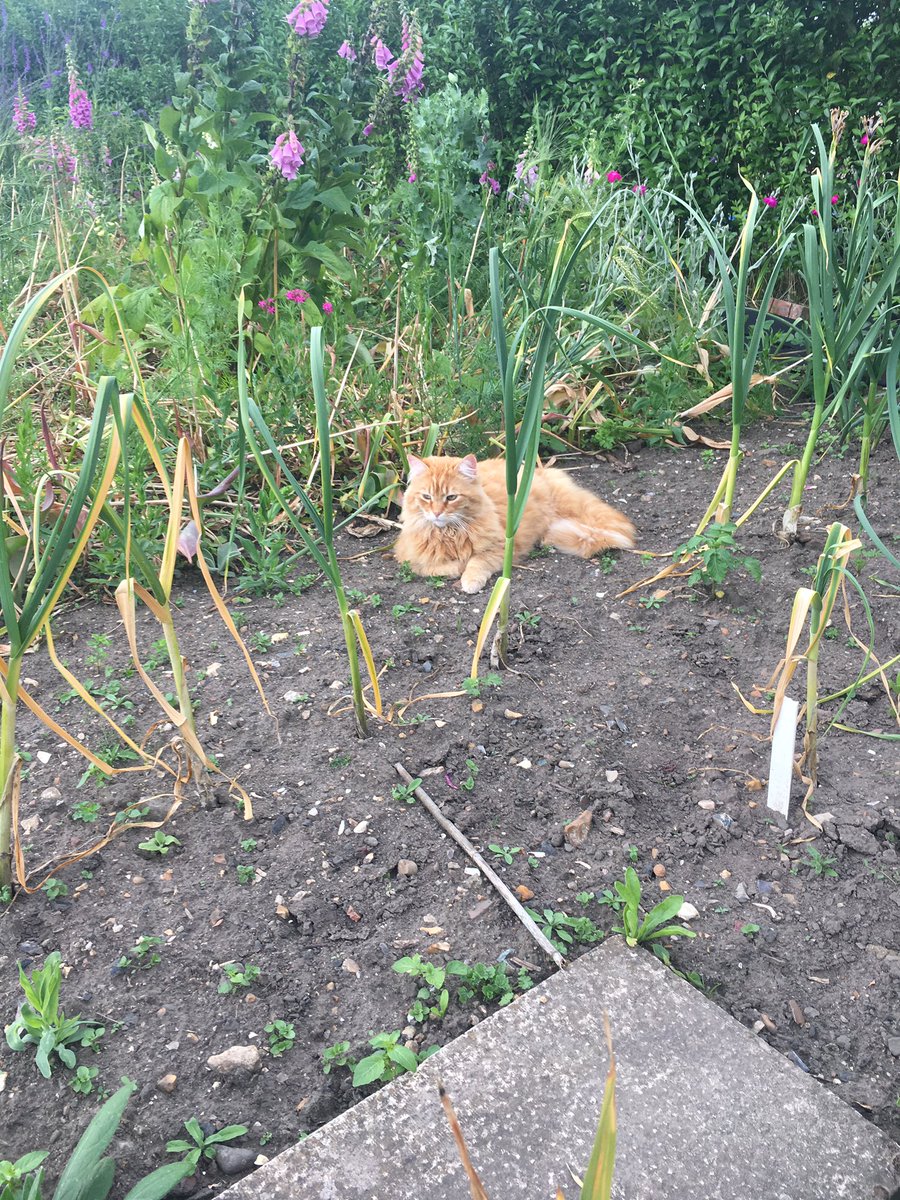 lpasyoulikeit's tweet photo. 'A lioness, lay crouching head on ground'. Act 4/Scene 3 #Barneyboy #lioninlavenham 🦁 https://t.co/qjQfTl8Rj7