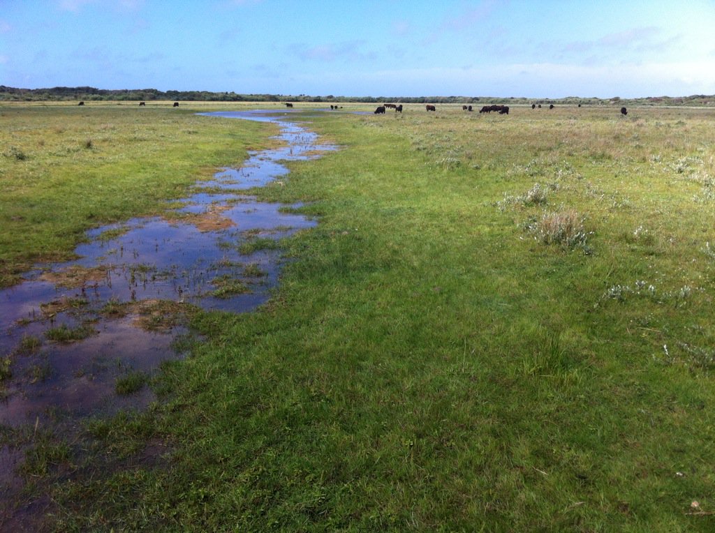 toinecooijmans's tweet photo. heeft genoten van de natuurgebieden van @staatsbosbeheer en @Natuurmonument op #Texel. In het spoor van JacPThijsse. https://t.co/j1zGbIR6qB