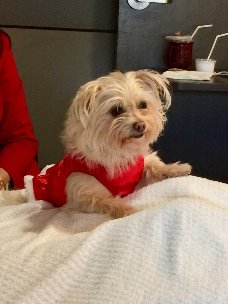 tkmalibugirl's tweet photo. @AmyFreeze7 This is Katie from Bellmore. She loves to dress up &amp; entertain the patients at Grand <3 https://t.co/ZQpja4MBPj