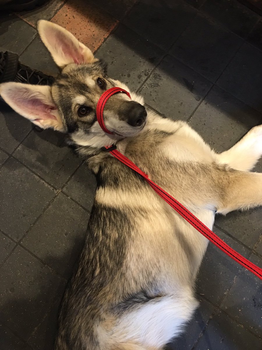 HopGate's tweet image. This gorgeous pup Varna joined us for a beer today #welovedogs