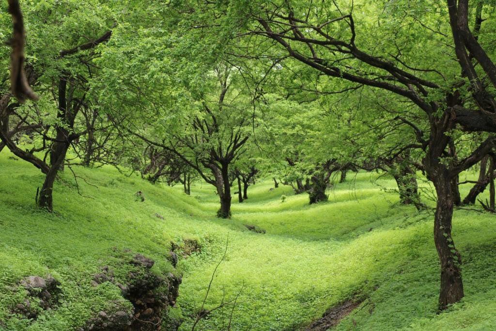 oman_picture's tweet photo. وادي نحيز - 2015 
#تصوير  خالد 

#أجمل_صور_صلاله https://t.co/0Fqce6DBwr