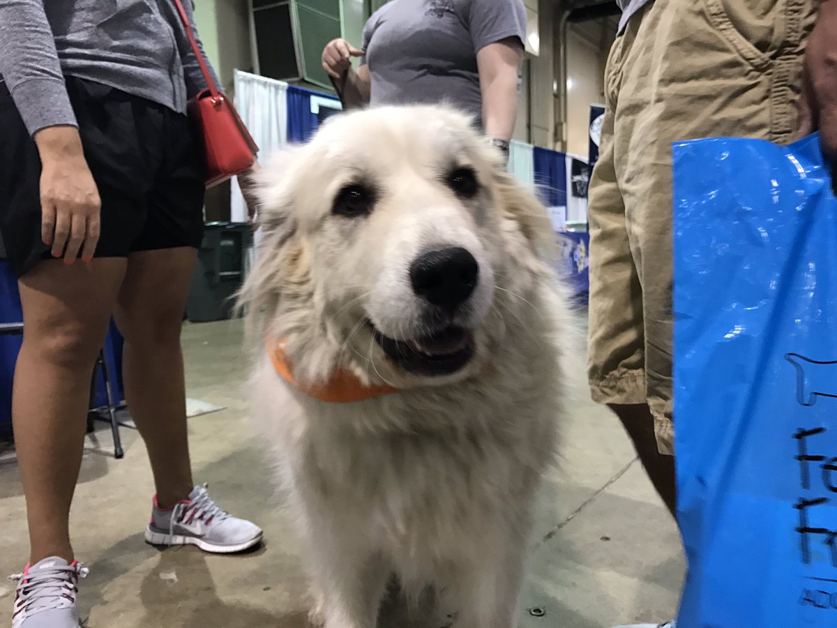 fetchafriendoh's tweet photo. How beautiful is Jill? The 2-3-year-old Great Pyrenees is up for adoption through @bigfluffydogs! Come give her some love! #FetchAFriend https://t.co/KI1twE9UQH