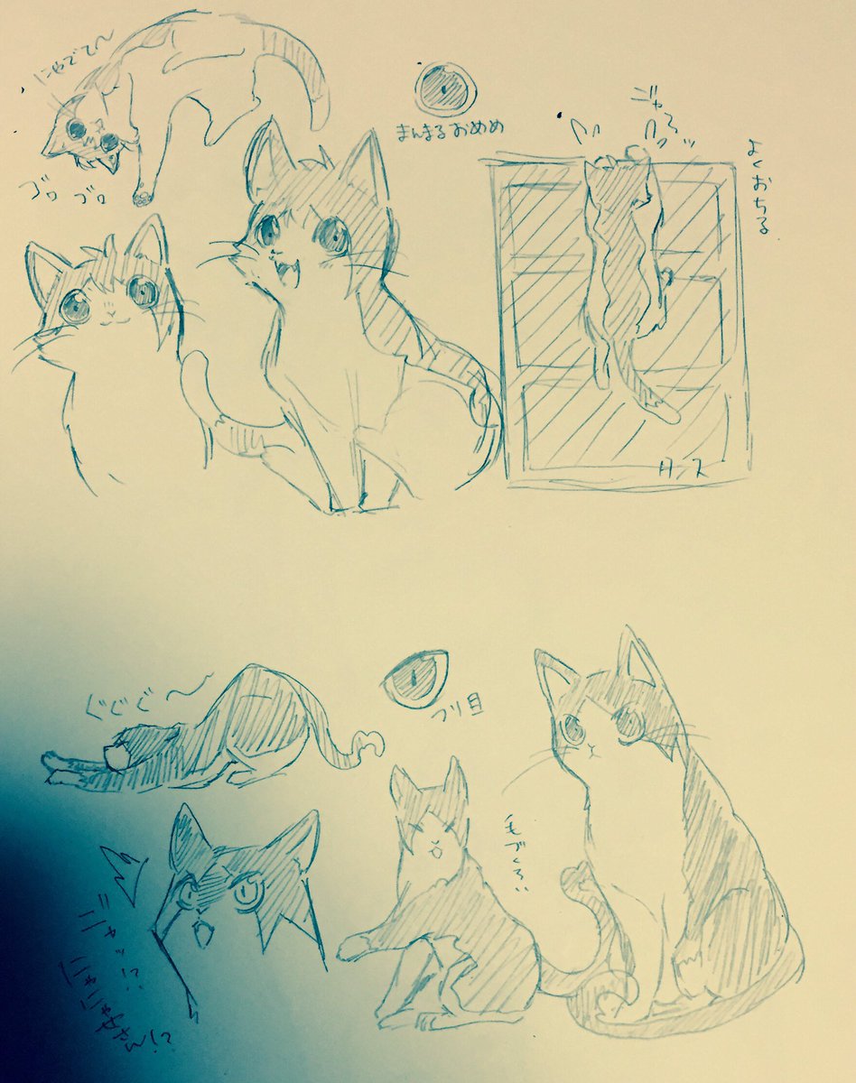 いおりくにゃんこ 