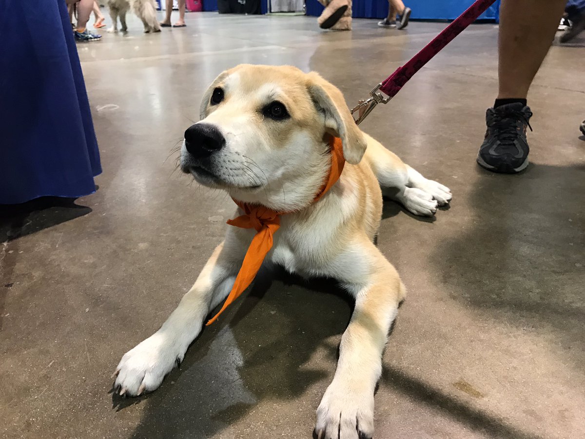 fetchafriendoh's tweet photo. How in the world is Xantha still here?! 😍 The 4-5-month-old Great Pyrenees mix is up for adoption through @bigfluffydogs! #FetchAFriend https://t.co/owpWnXgTmL