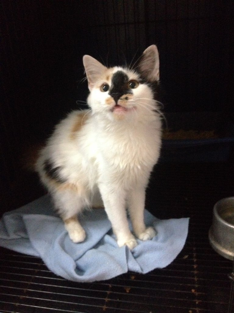 MASCOTASDECALLE's tweet photo. Continuamos buscando adoptante para esta hermosa Gatica, súper cariñosa, se entrega esterilizada. #Caracas por favor ayúdala difundiendo 🙏🏻 https://t.co/drDuNXVCPj