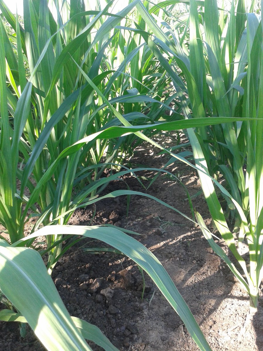 casamonher's tweet image. Luego de 32 dias de siembra, el Cuba 22 abonado con bosta de bovino engrandece las pasturas de Casamonher. Bendito abono.