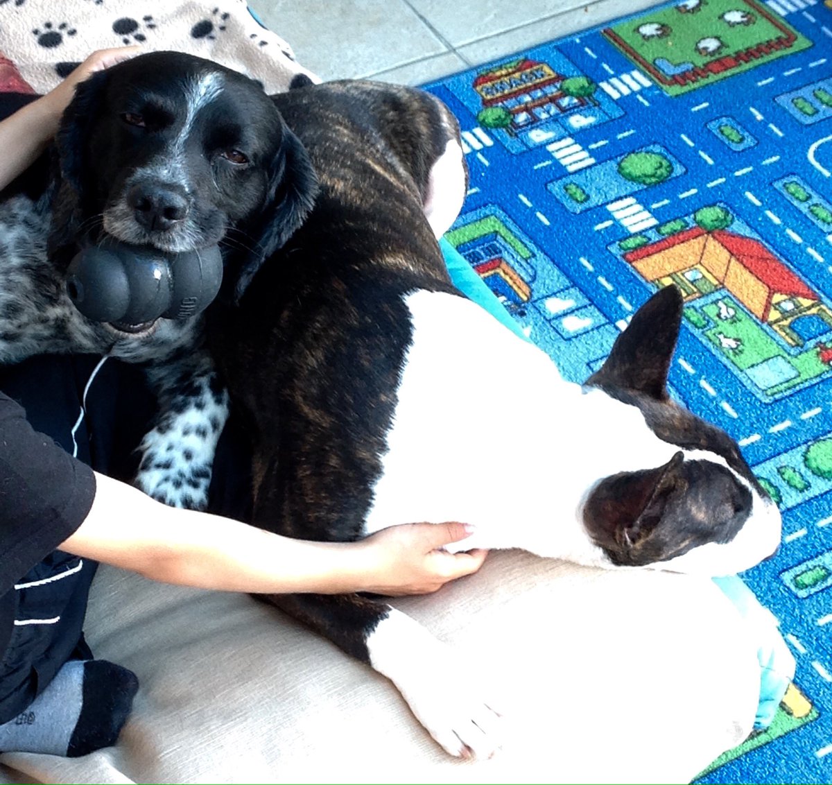 lawrence_dogs's tweet photo. One asleep now waiting for the 2nd!!!
- spanielwillpower! https://t.co/WrI2YCJ8O2
