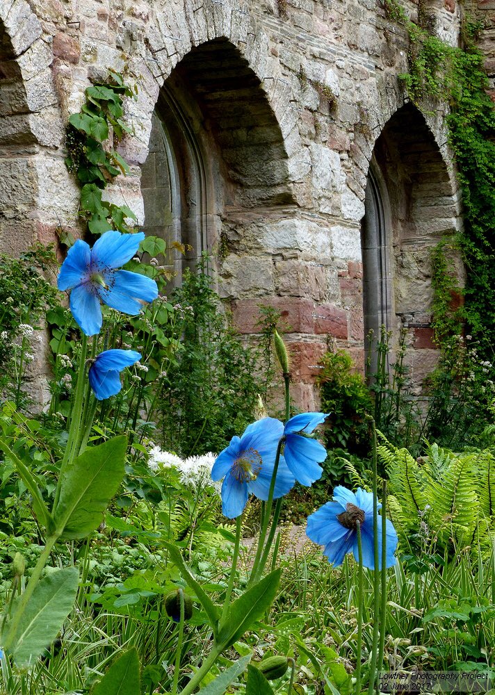 M_OgleGardener's tweet photo. Akebia, Cornus, Tropaeolum &amp; Himalayan blue Poppy's looking delightful in the castle ruin garden. https://t.co/Rz9KEENnpb
