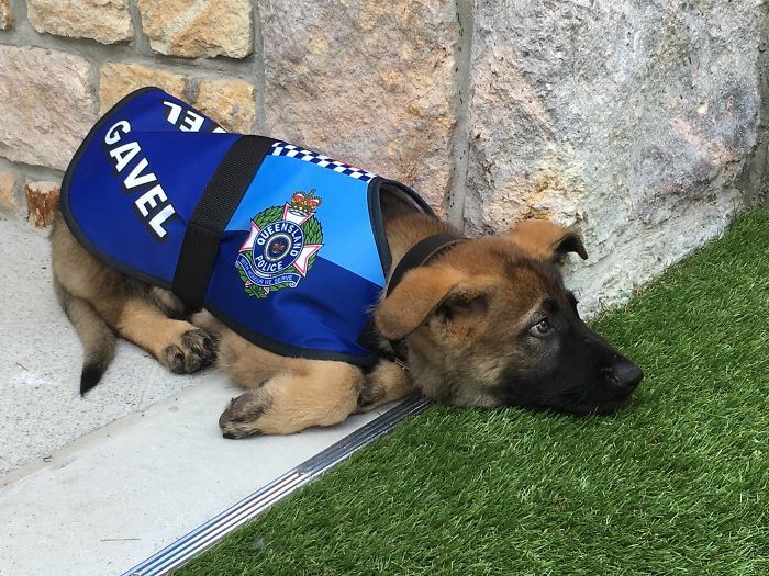 MyDogAlerts's tweet photo. Police Dog Gets Fired For Being Too Friendly, Later Receives An Even Better Job Offer https://t.co/7tEoObUXkB #dogs https://t.co/XBoiju4JKT