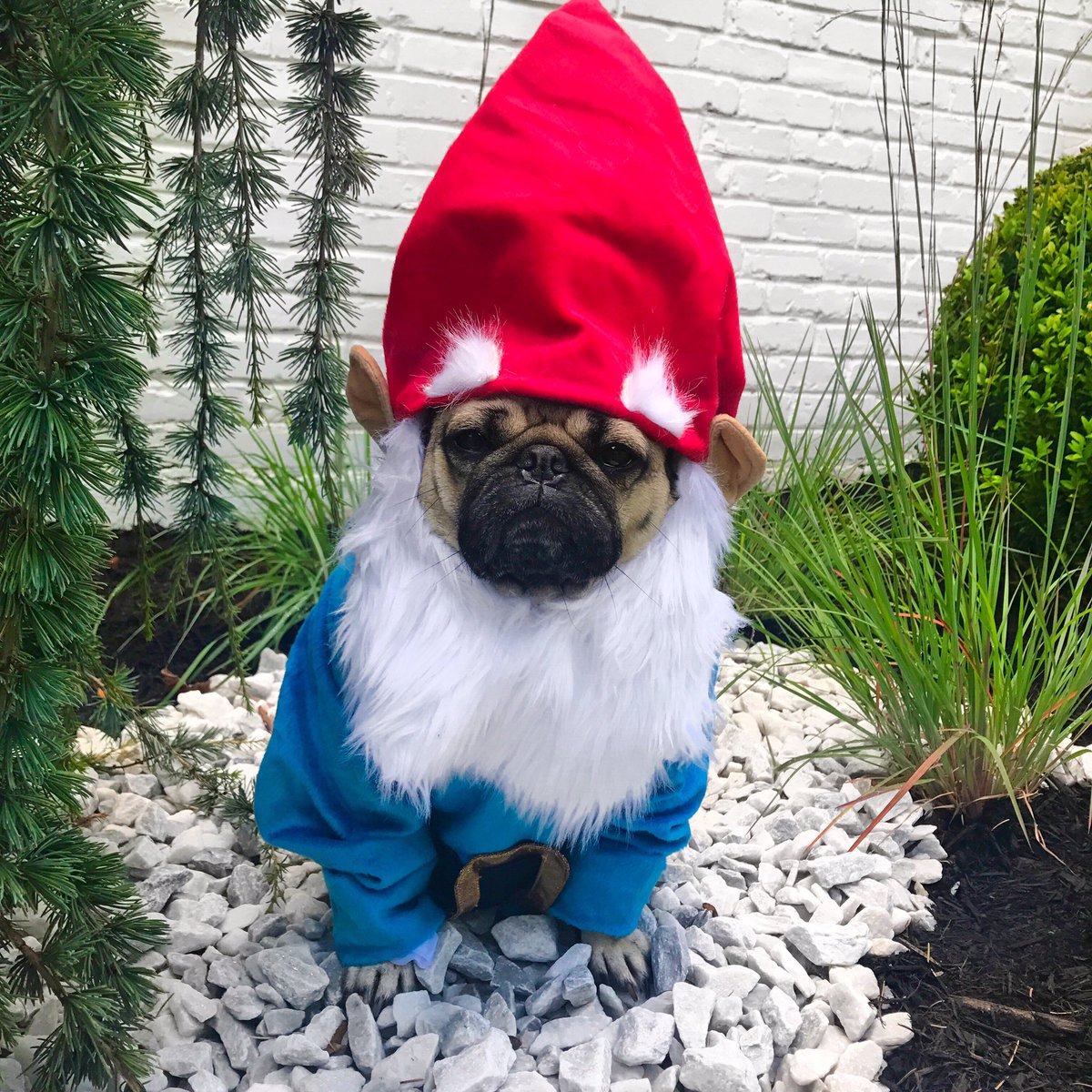 itsdougthepug's tweet photo. I'm sexy and I gnome it https://t.co/dfVtOYFGXp