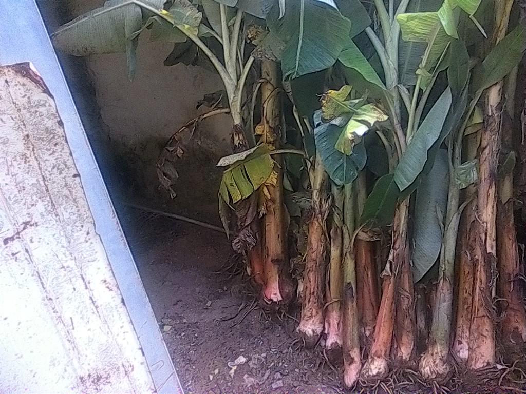 amazovida's tweet photo. Productores preparan semillas para jornada a cielo abierto. Potenciando la agricultura urbana en amazonas @borisbenavides1@MinPPAU #activos https://t.co/Ztz6jsIGtf