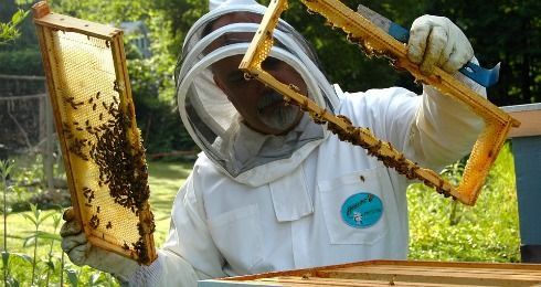 BeesBeezine's tweet photo. A single #bee colony can pollinate 300 million flowers each day! https://t.co/VIoR1kLtmI