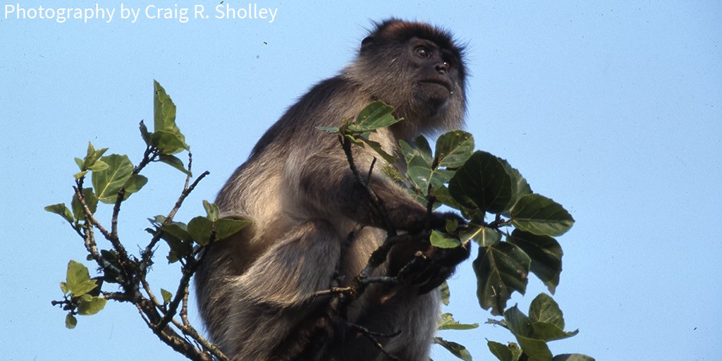 AWF_Official's tweet photo. Colobus #monkeys can jump up to 50 ft (~25 meters) when using branches as trampolines. #AWFfacts https://t.co/9jV8wnKx8p