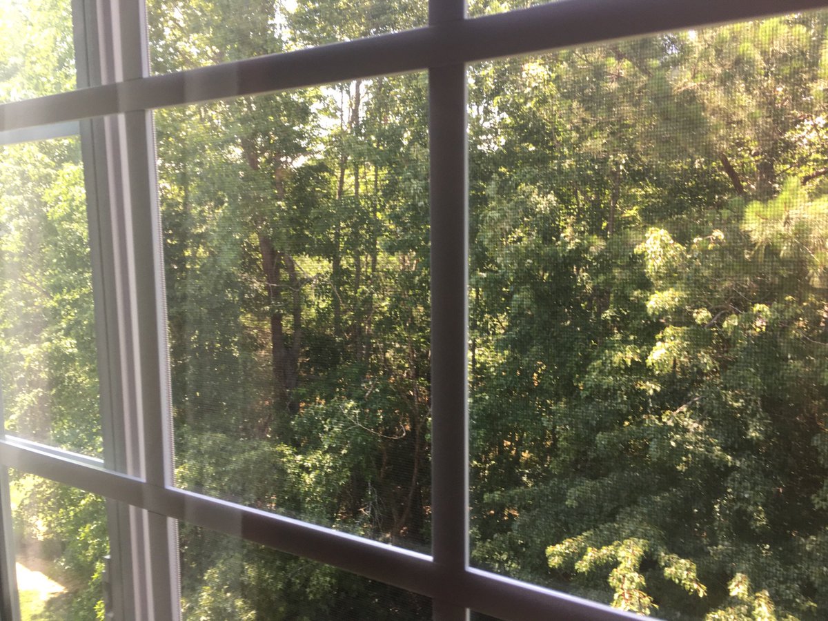 thisnolalife's tweet photo. Current situation #windowperch #chillin #relaxing #inthetrees https://t.co/VRFXLd7ysx
