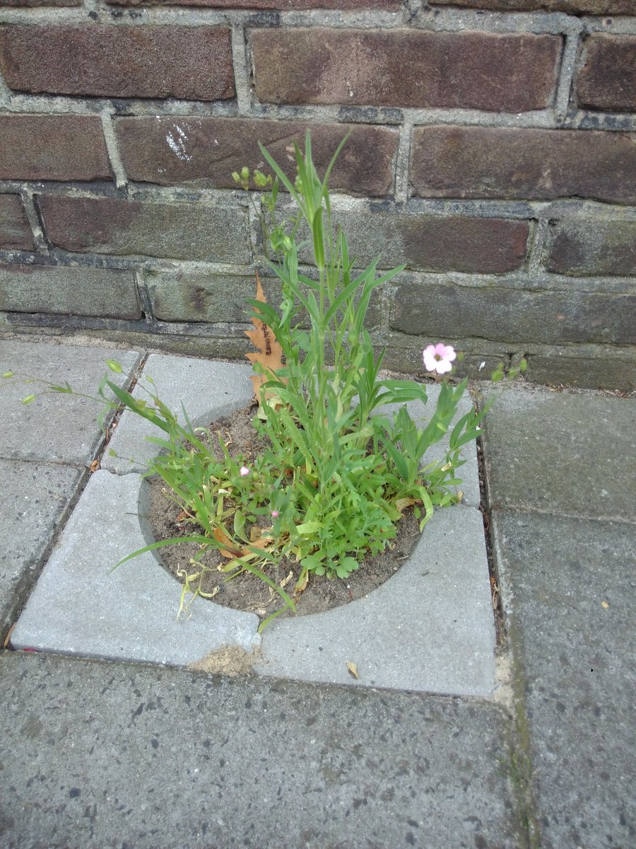 MarkOldengarm's tweet image. De eerste bloem in mijn @gewildgroei tegel is een feit!