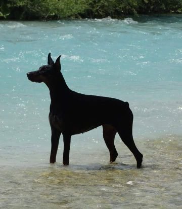 GirlDobie's tweet photo. Pure #dobermanpride 🐾 @GirlDobie https://t.co/noBtGCI6pz