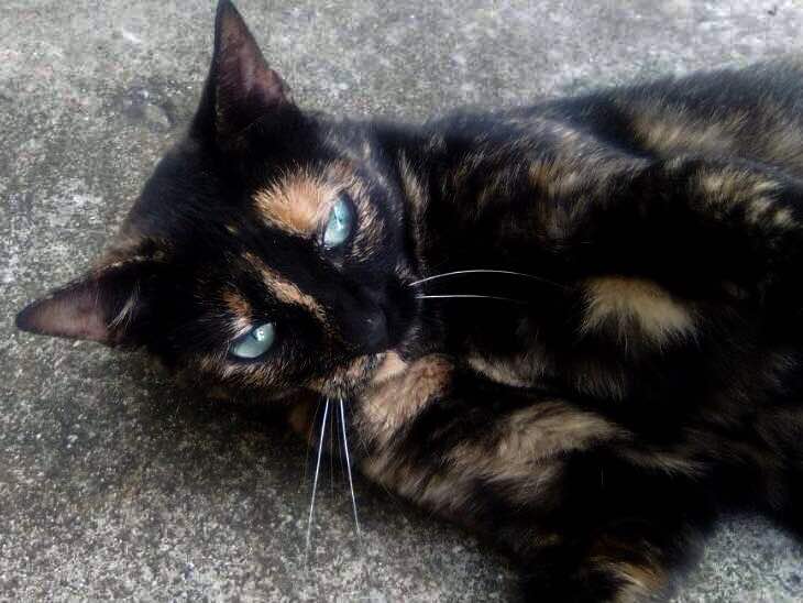 protectoraASN's tweet photo. 💖ÑOQUI💖🐱

•Hembra •3 Años •Esterilizada •Desparasitada •Buen carácter 
#Merida

Contacto:
0424‑7261463 https://t.co/iaXCGPU1sV