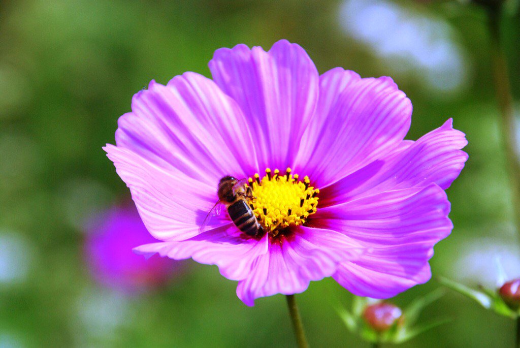 Cosmos started 2 flower in #bee plot #Pennington Community Allotment. Last flowers Nov <a href="/LymoTweetUp/">#LymoTweetUp 💚</a> <a href="/MeadowInGarden/">Meadow In My Garden 🍃💚🍃</a>