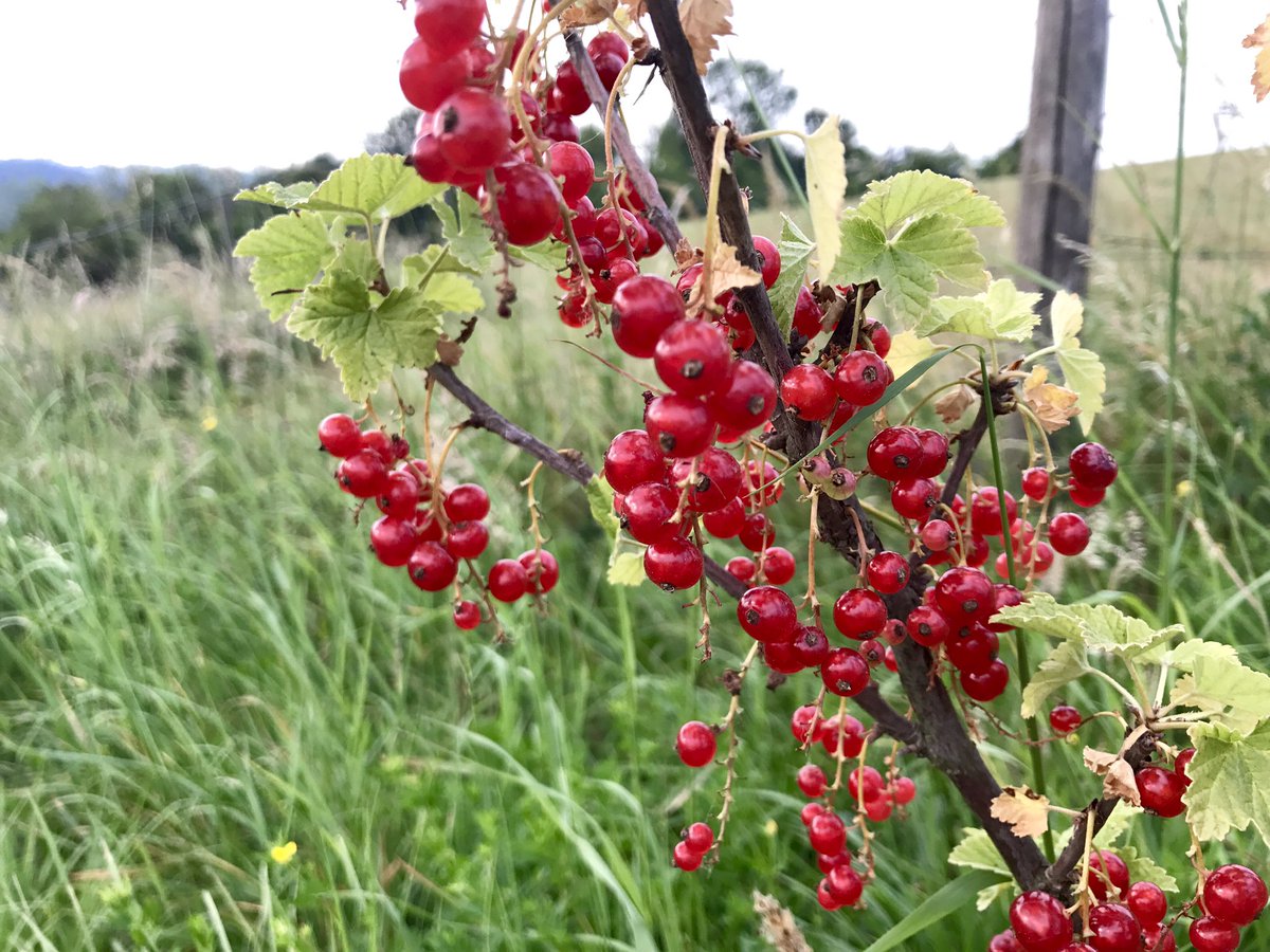 ZohrehBastow's tweet photo. #summer #fruit #redcurrent #organic #relaxing #luxury #bedandbreakfast #holiday #italy #piedmont #vacation #food #wine https://t.co/B6Nmf7WP5u
