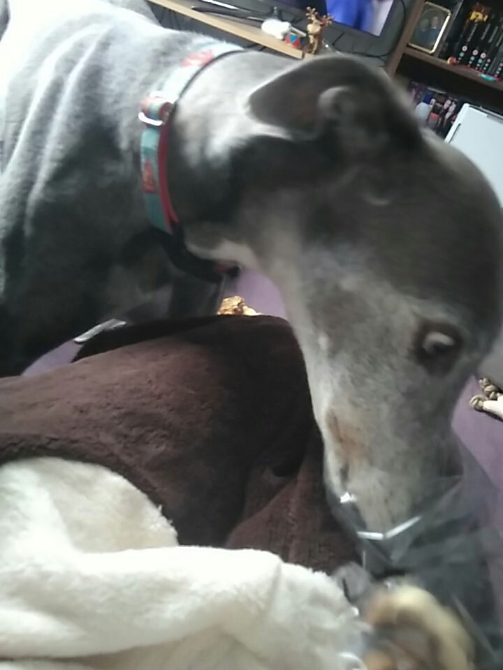 Star_and_Ronnie's tweet photo. BISCUITS!!
Fank you #teampointy https://t.co/9y3hgfCkBv