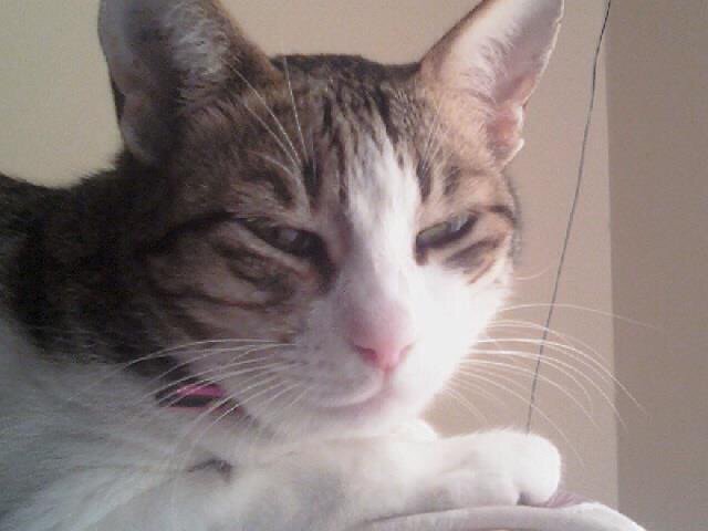Cecilia84897570's tweet photo. Check out my Sun Devil swagger! I posted a photo to #DevilDogDays #SunDevilRewards #Sponsored#I ❤️my cat#bicha https://t.co/3lT0I602sm