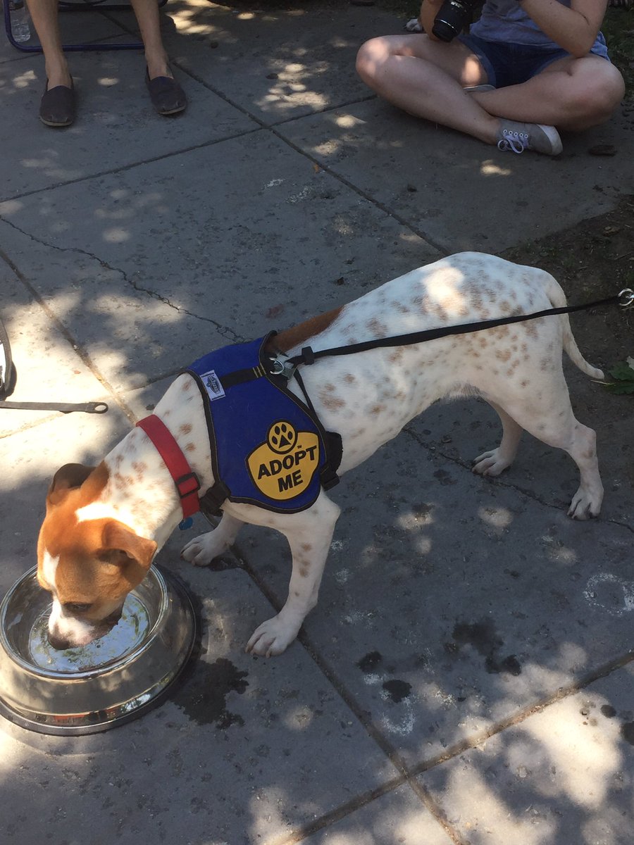 Tenleytown411's tweet photo. #CityDogsRescueDC is at #PetMAC DC on Wisconsin Avenue Sunday afternoon with a dog adoption event until 2pm. #Tenleytown #FriendshipHeights https://t.co/pGikIbUJjo