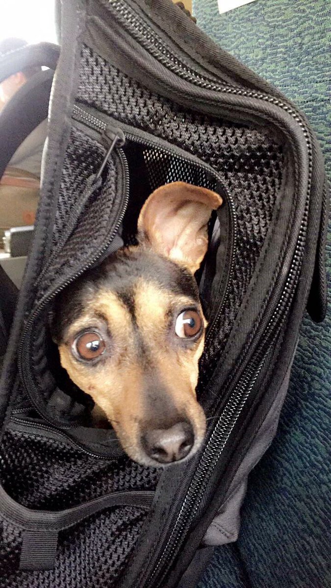 JaremaJams's tweet photo. Travels with Bae in the bag. 😍 🎒 🐶 #chiweenie #muttmover #travelpup @timbuk2 https://t.co/TPf47GnkMe