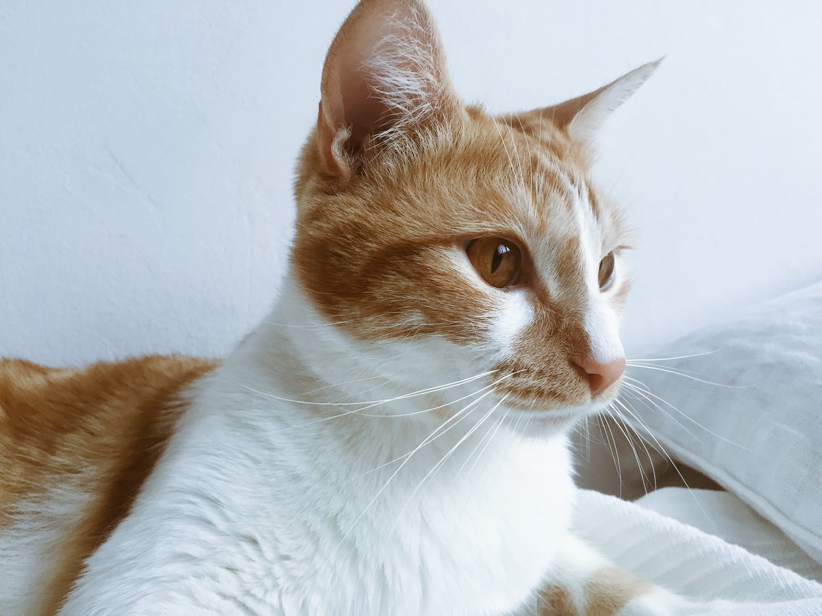 silvanabargilla's tweet photo. Perché non potevo nascere gatto? #dubbiesistenziali https://t.co/m30RkOXT8n