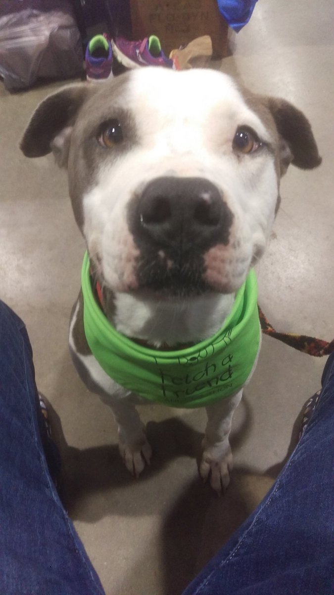 caninemoon's tweet photo. @fetchafriendoh 
#morrowcountydogshelter

Melody, 419-946-1747 https://t.co/jNFPrTMhuB