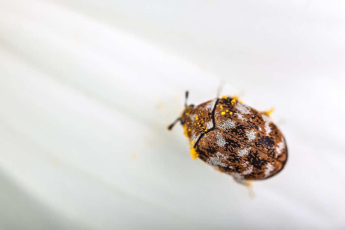 DiamPestControl's tweet image. After mating near sources of light, female carpet beetles can lay more than 100 eggs at a time!