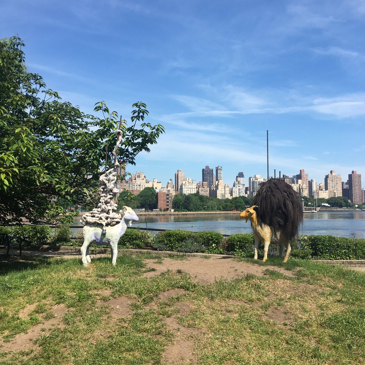 MoviEngCities's tweet photo. Bumped into #NariWard new pieces at @SocratesPark. Loved the sign "Please do not climb the goats" 🐐🐐🐐 #GOATagain #publicart #ITweetMuseums https://t.co/nEQanZLFi7