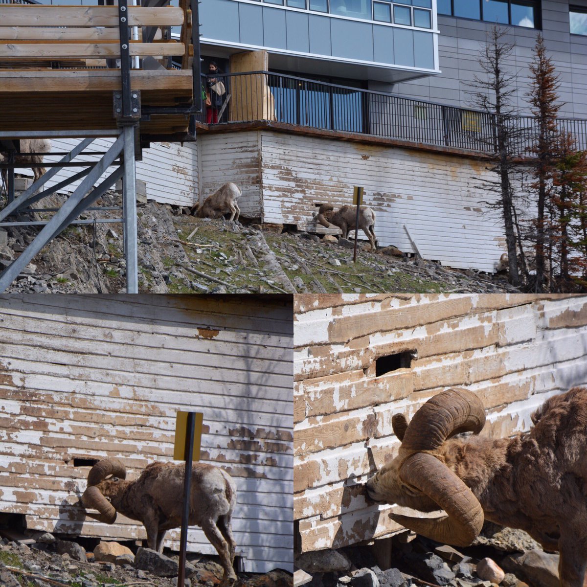 333Stacey's tweet photo. Hmmm what are you sheep thinking?! #banff2017 #Canada150 #banffadventure https://t.co/sfdIWS0RvU