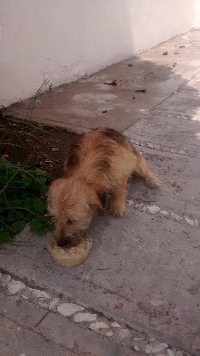 delisfuentes's tweet photo. @sandra_ov hola buen día me encontré esta perrita dentro del fracc. paseos del ángel está asustada  si es de alguien cel 2223610596 https://t.co/ZxnrM2pOYy