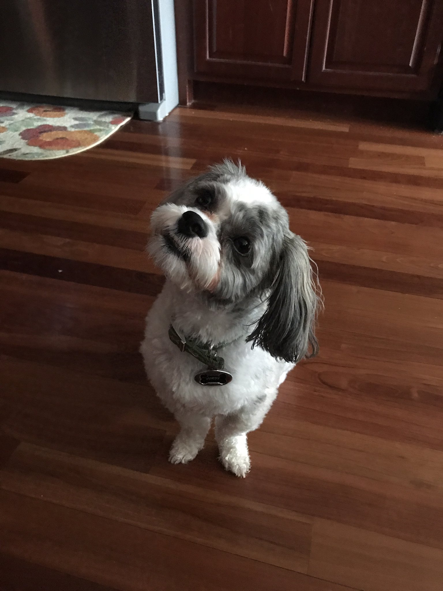 How To Help A Dog With A Pinched Nerve