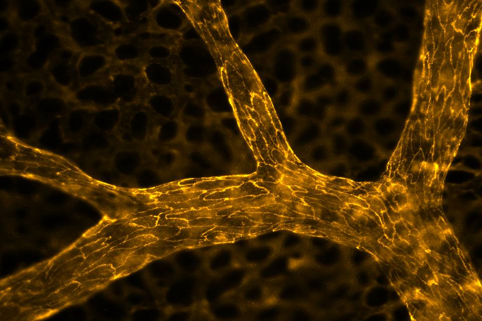 STARclustercz's tweet photo. #Photography competition which presents the artistic view of the scientific work of the #BIOCEV teams: https://t.co/ejRVU12mb5 #STARregion https://t.co/0mVMsHU0aa