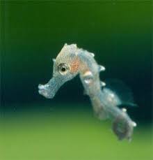 WKCosmo's tweet photo. #NDTMeetScienceTwitter Here's a baby seahorse. https://t.co/F8W3XbzDme