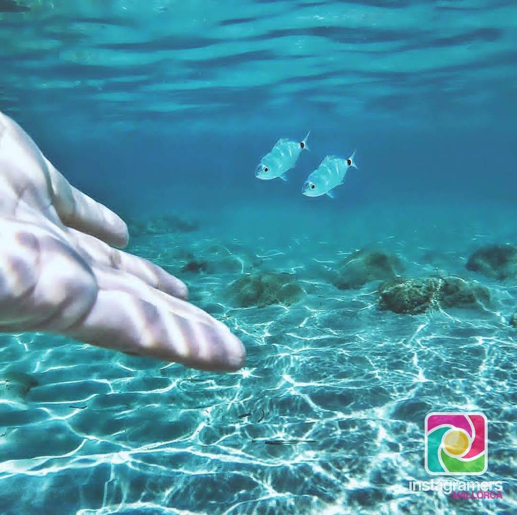 InstagramersMA's tweet photo. Bon vespre!! La foto del dia és de @andresnb77 
#igersMallorca #Mallorca #igersBalears#igersSpain #illesbalears #s… https://t.co/kwkQLCVabc https://t.co/RqB3iPX5qU