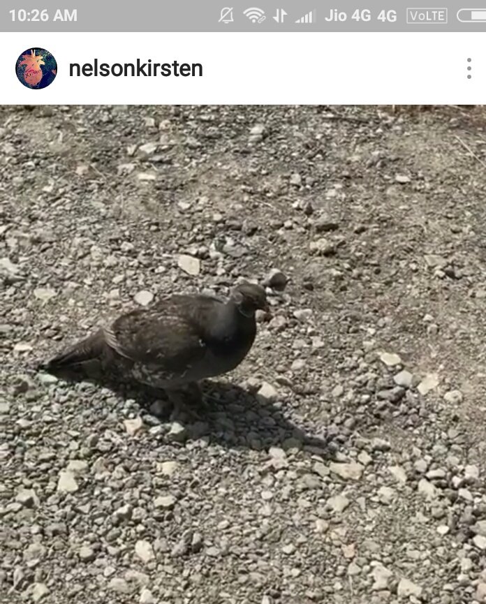 KumariShanaya's tweet photo. Ok, I just remembered that @nelsonKirsten ( #ChiefVick ) has gone #Gandolf on this grouse in her Instagram post๐
"Thou shall not PASSS!!" ๐ฆ https://t.co/es3C2qTFIs