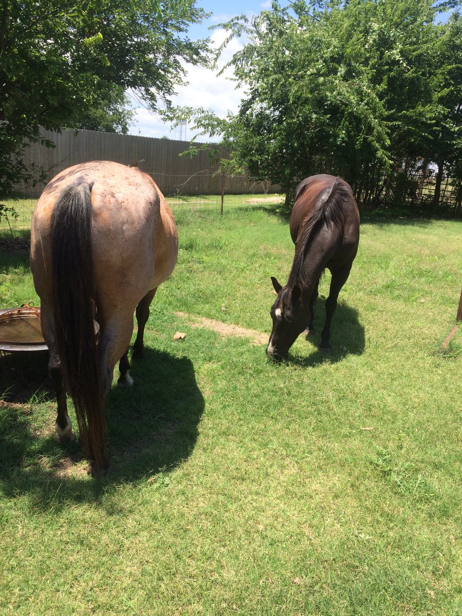 Been rodeo'n past couple weeks  an now my mower belt is broke!  #makethingshappen #lol