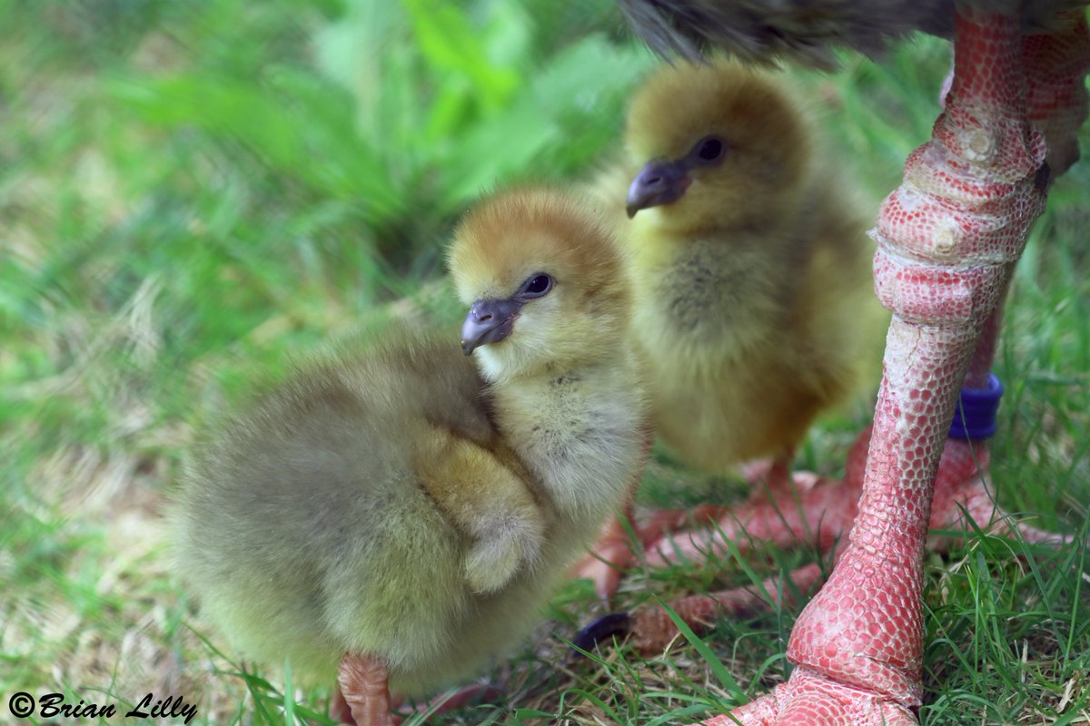 brglilly's tweet image. Southern Screamer chicks out foraging @PaigntonZoo #SouthernScreamer #birds