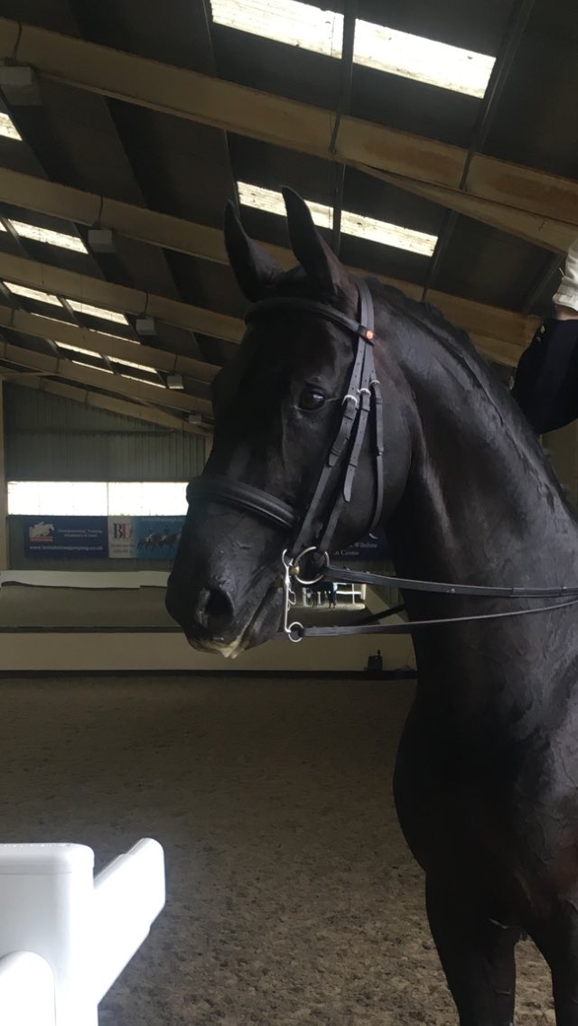 Owen and Don Dante WIN the Inter 1 <a href="/wellyriding/">Wellington Riding</a> (Wellington Premier League) with 71.27% 🏆🏆🍾🍾🎉🎉 <a href="/tmhaylage/">Taylor Made Forage</a> <a href="/TopSpec2/">TopSpec</a> <a href="/BruceElmtree/">Elmtree Equestrian</a>