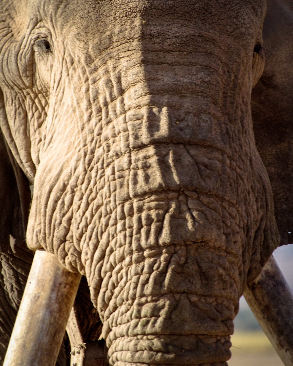 ste_kenya's tweet photo. Did you know?
An elephant skin is not only thick, it is also extremely sensitive, that an elie can feel a fly land on it.
📷 Ryan Wilkie https://t.co/zH41UYV2xH