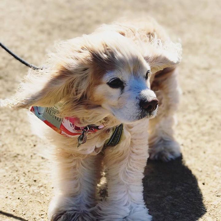 thebabypumpkin's tweet photo. Is there such a thing as too breezy? Affirmative. #bpfb #bptmblr | posted by @thebabypumpkin | … https://t.co/DNTrq5QTTn https://t.co/hYi2z6foqA