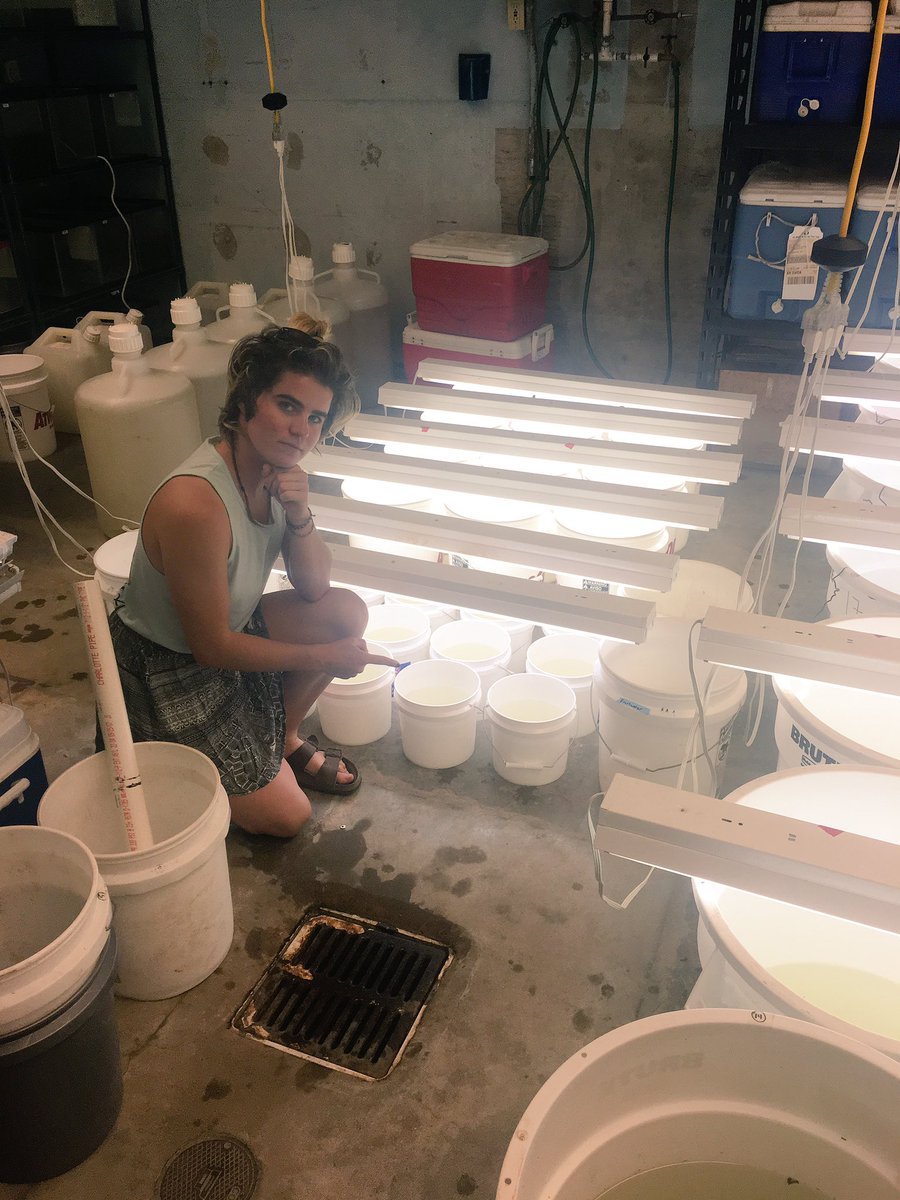 DanielleCzekaj's tweet photo. Even on Sunday, @maggiej0hns0n and I are in the lab measuring algal growth! #REUStreamTeam #DreamTeam @NSF https://t.co/VzT8BekXKI