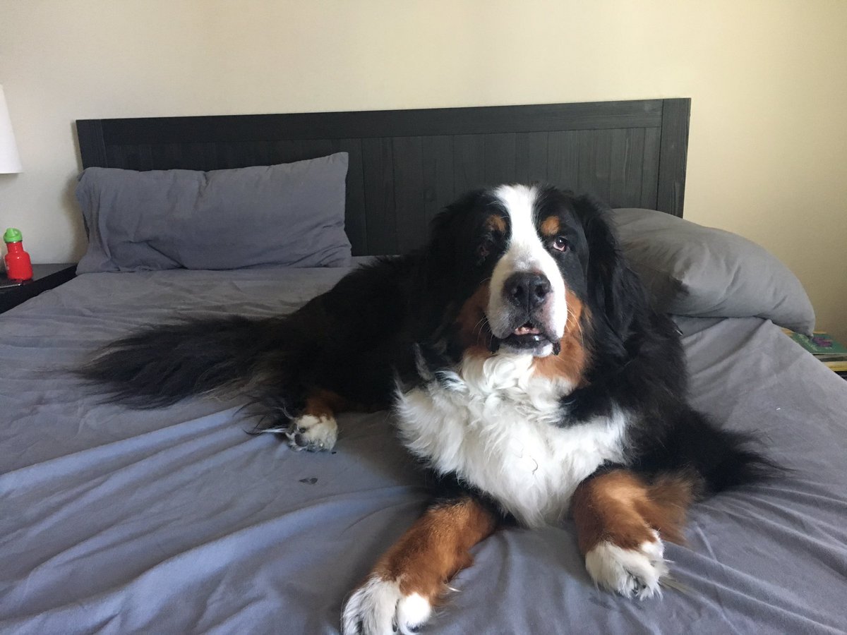 NoodleBMD's tweet photo. Why yes, it is a king sized bed. #BerneseMountainDog #bernersennenhund #DogsOfTwitter https://t.co/z25corm68x