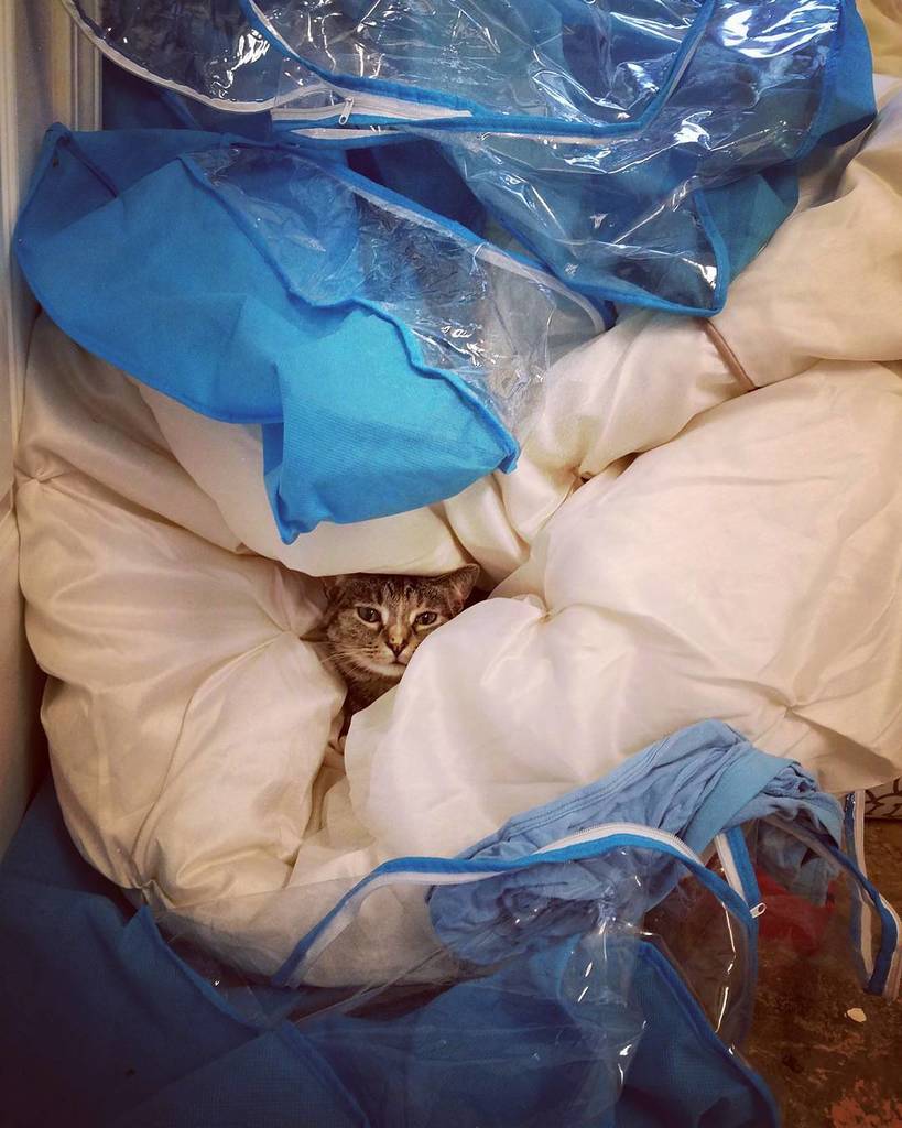 kaylinrenee13's tweet photo. Playing the "Where's Ilia?" game. Somehow, I think she doesn't want to be a stowaway to Washing Machine Land. π #catsofinstagram #sillyillyβ¦ https://t.co/4pH6eVSV0k