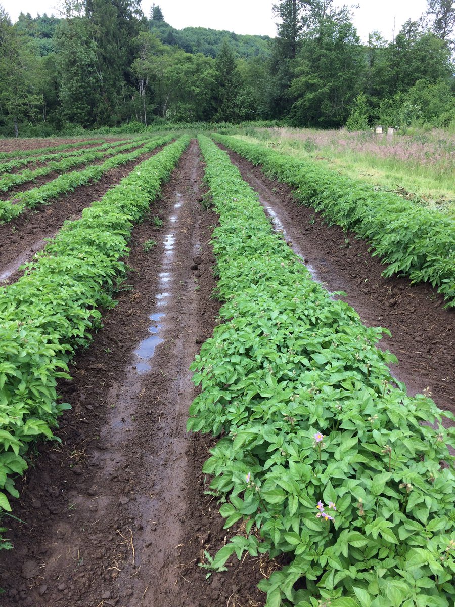 SOH_farm's tweet photo. Week 24 farm fail: overplanted lettuce, 2nd year in a row. Farm win: healthy potatoes, soon then be harvested! #farmreality https://t.co/B41dAlCNOB