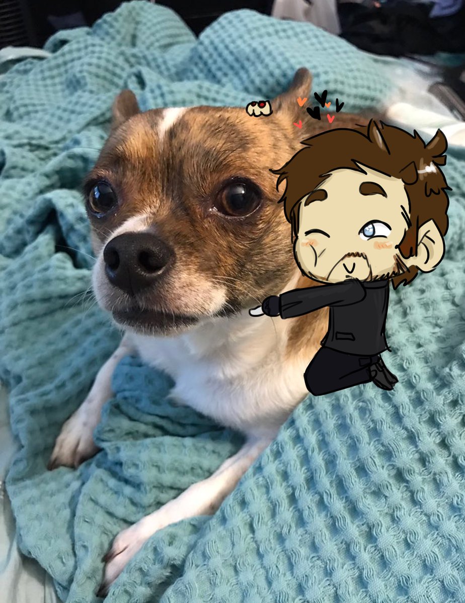 Chookers38's tweet photo. Indeed, #TinyHook is a dog person. @jessleph tell Harry he's been cast haha https://t.co/t6QzYWjpqa